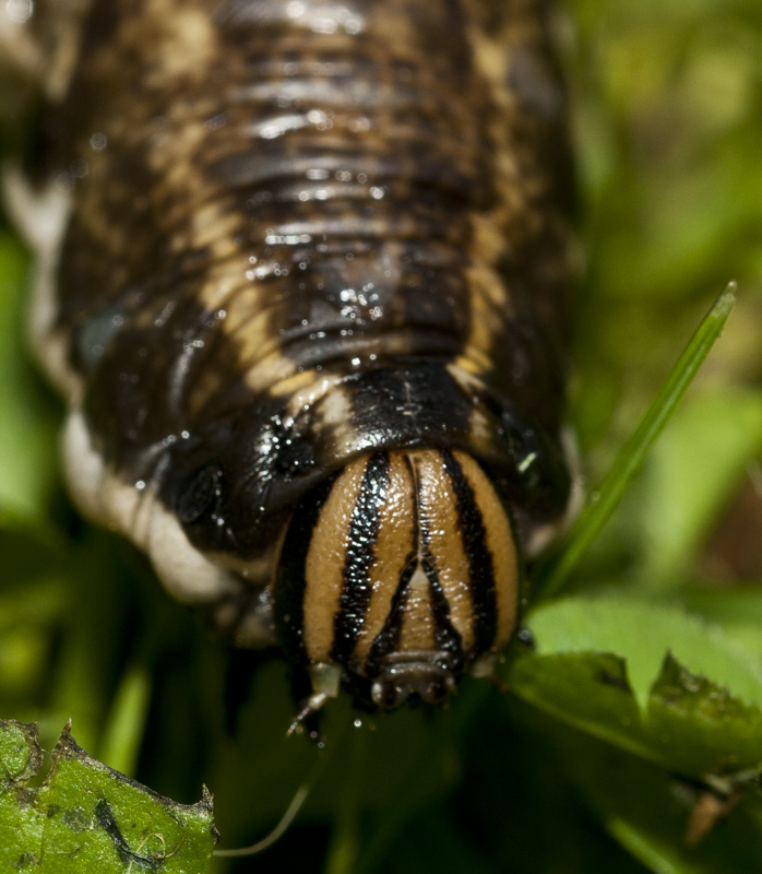 aiuto! un baco con un pungiglione e la testa da Vipera!!